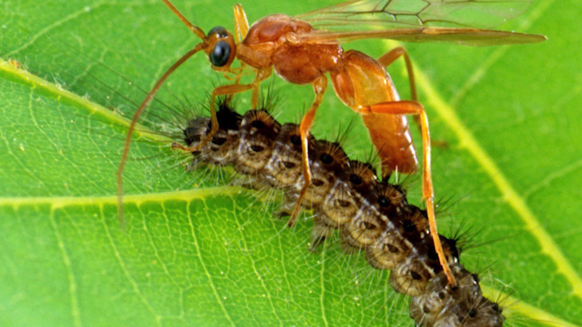 Caterpillar wasps